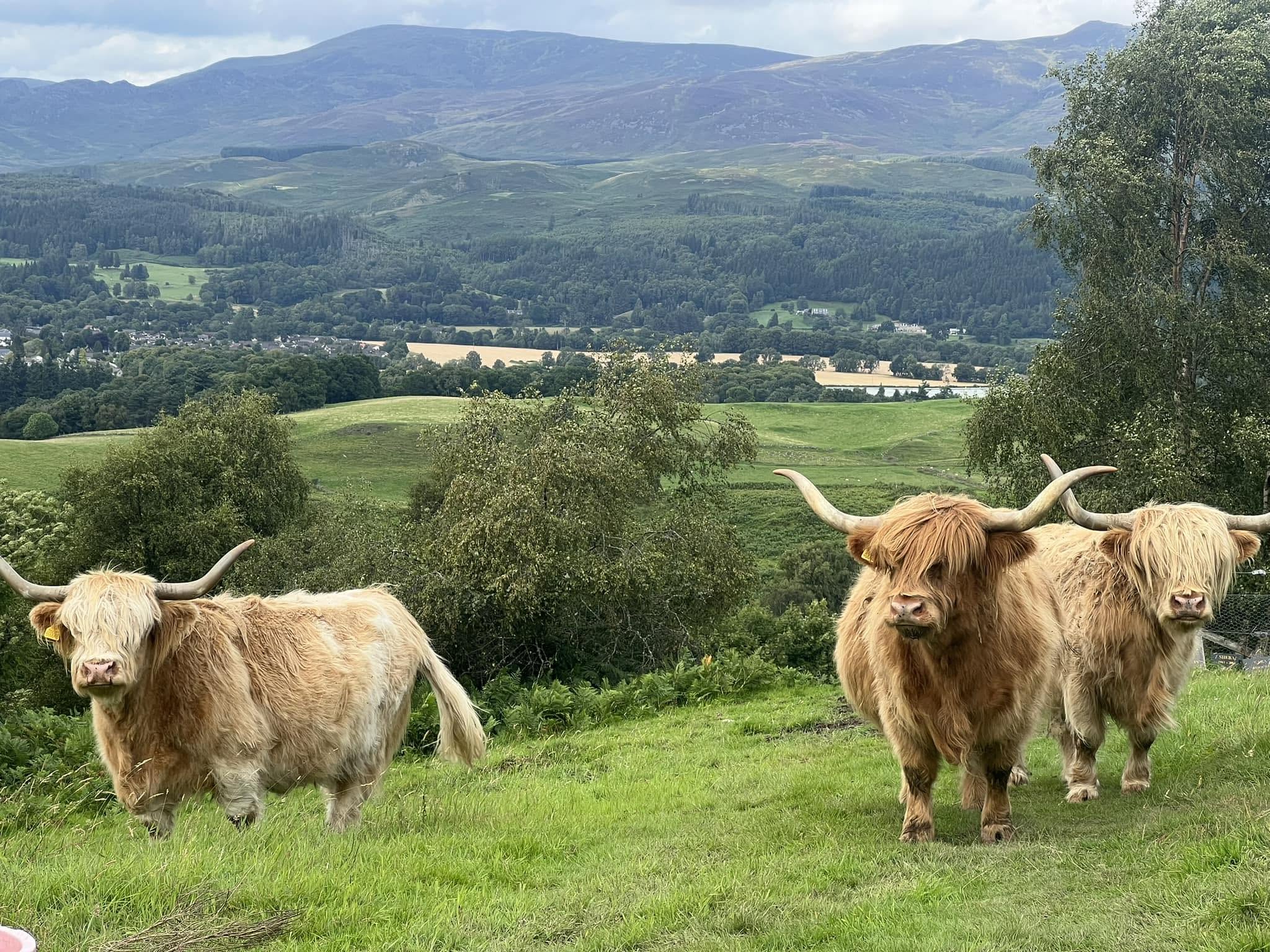 Auchingarrich Wildlife & Adventure Park
