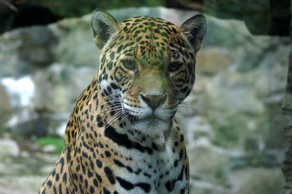 Edinburgh Zoo