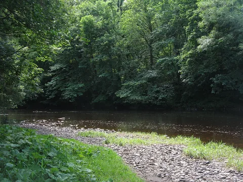 The Avon Water running through woodland at Chatelherault Country Park.