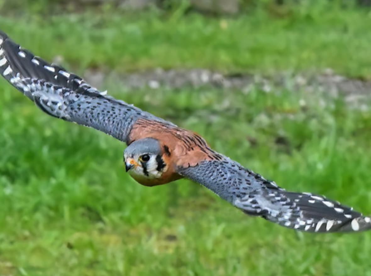 Loch Lomond Bird of Prey Centre