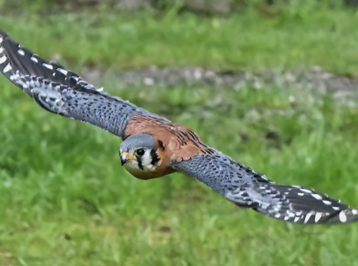 Loch Lomond Bird of Prey Centre