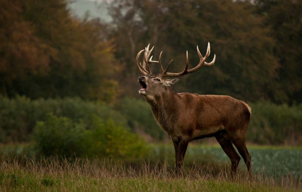 Scottish Deer Centre