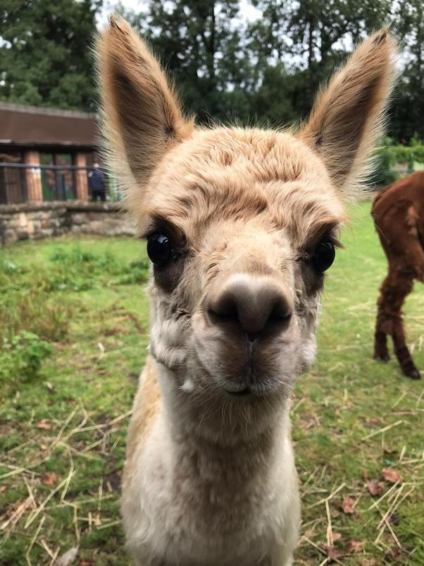 Tollcross Children's Farm